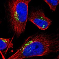 GM130/GOLGA2 Antibody, Novus Biologicals 0.1mL; Unlabeled:Antibodies, Polyclonal